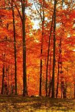 一品小厨妃免费阅读