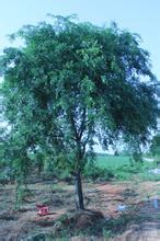 我跟阴鸷权臣去种田作者赟子言