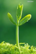 缤纷的落英文集