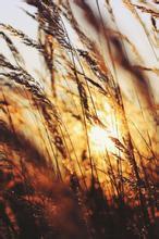 把酒临风浪滔滔文集