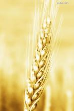 白发童子自来也文集