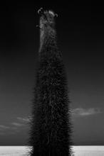 未来宠物店作文