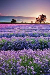 退婚女配撕掉了剧本男主是谁