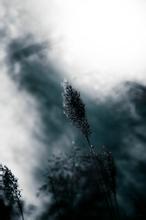 心安即是归处内容简介